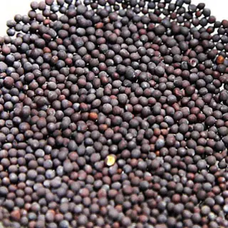 Paras Mustard (Bold) 10OZ Spices