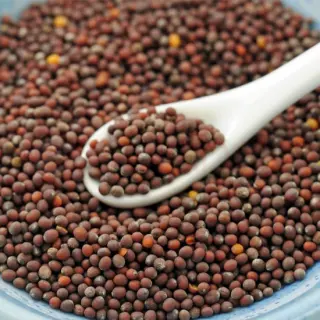 Paras Mustard Seeds Med : 48OZ Spices, 48 OZ