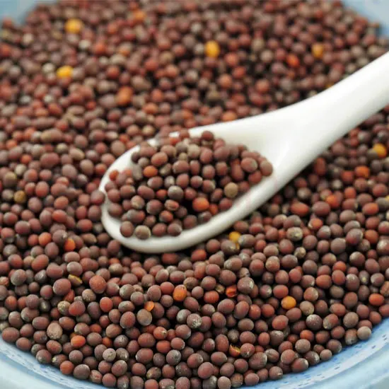 Paras Mustard Seeds Med : 48OZ 48OZ at Apna Bazar Woburn, Woburn MA