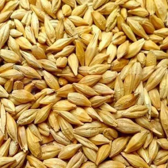 Raghav Barley Whole: 2LB 2LB at Apna Bazar Woburn, Woburn MA
